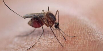 Allarme Dengue e West Nile in Italia