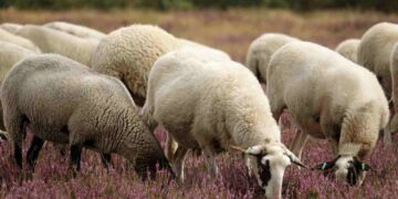 La lingua blu colpisce soprattutto le pecore