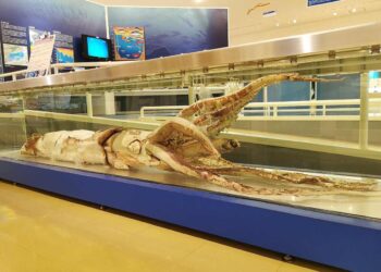 Scoperti i calamari come predatori dominanti degli oceani già 100 milioni di anni fa nel Cretaceo