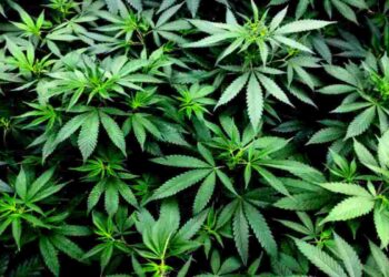 I rischi della cannabis