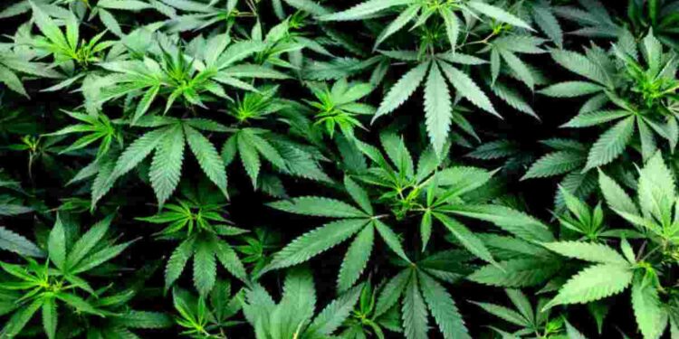 I rischi della cannabis