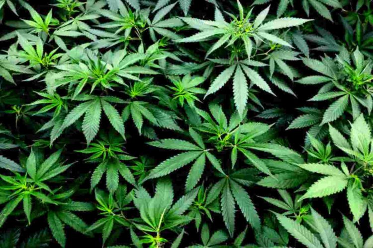I rischi della cannabis