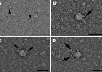 Il virus dell'epatite D visto al microscopio