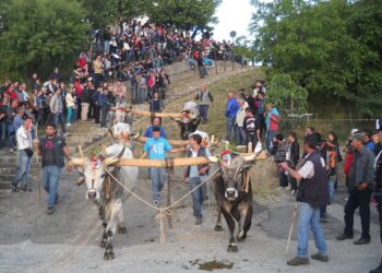 Maggio di Accettura 2013.jpeg@commons.wikimedia.org