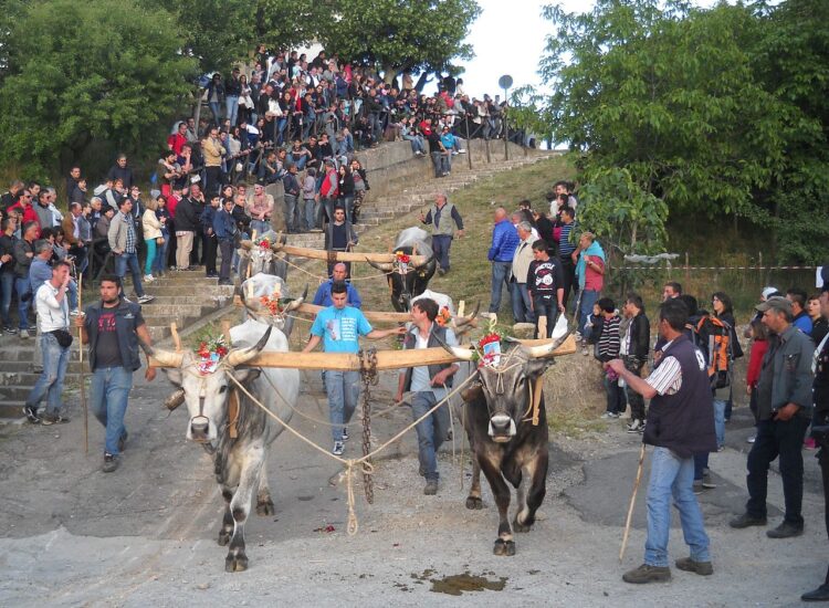 Maggio di Accettura 2013.jpeg@commons.wikimedia.org
