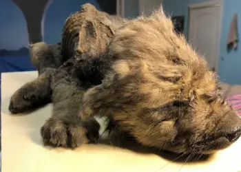 Mummified-Pup_Siberia@Sergey-Fedorov-The-Siberian-Times