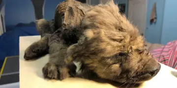 Mummified-Pup_Siberia@Sergey-Fedorov-The-Siberian-Times