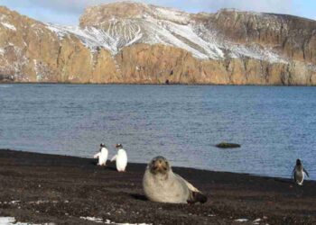 Pinguini e foche in Antartide