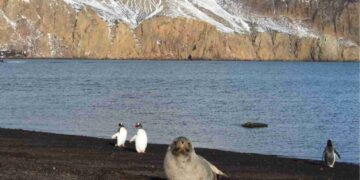 Pinguini e foche in Antartide