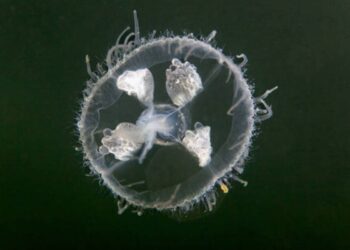 Trovato il DNA di una medusa aliena