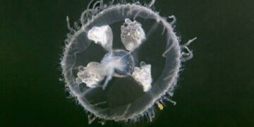 Trovato il DNA di una medusa aliena