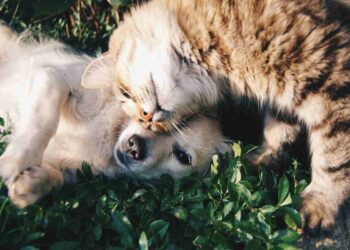 Tra gli animali domestici più a rischio di abbandono ci sono i cani e i gatti