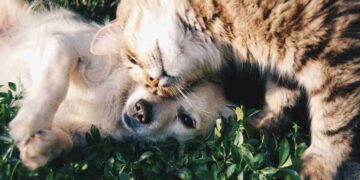 Tra gli animali domestici più a rischio di abbandono ci sono i cani e i gatti