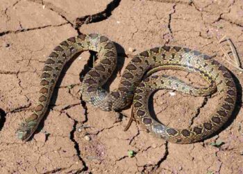 Tra i serpenti avvistati a Ibiza c'è anche il colubro ferro di cavallo