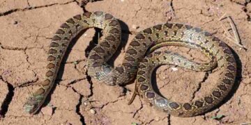 Tra i serpenti avvistati a Ibiza c'è anche il colubro ferro di cavallo