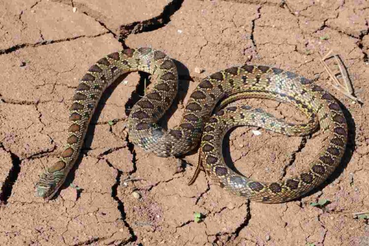 Tra i serpenti avvistati a Ibiza c'è anche il colubro ferro di cavallo