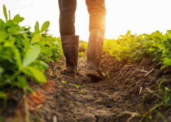 Il decreto flussi andrà il conto alle carenze di vari settori, incluso quello agricolo - Nella foto: un uomo al lavoro nei campi