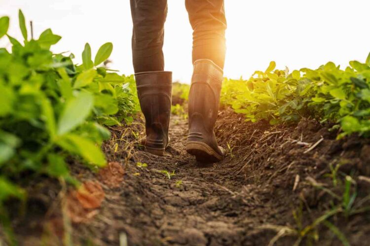 Il decreto flussi andrà il conto alle carenze di vari settori, incluso quello agricolo - Nella foto: un uomo al lavoro nei campi