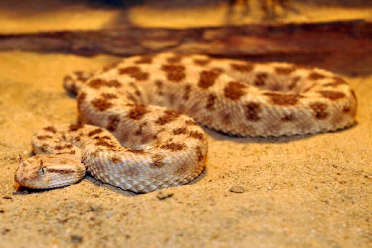 Una vipera della sabbia