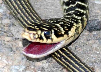 Il biacco, uno dei serpenti che si possono trovare in Italia