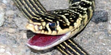 Il biacco, uno dei serpenti che si possono trovare in Italia