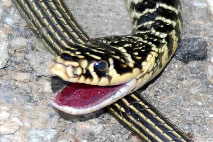 Il biacco, uno dei serpenti che si possono trovare in Italia