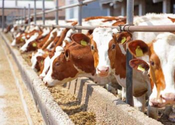 Allarme per la dermatite nobulare bovina
