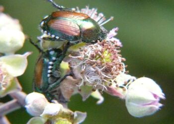 Due esemplari di Popillia japonica