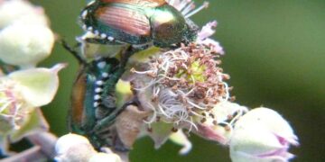 Due esemplari di Popillia japonica