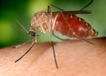 Il virus West Nile è trasmesso dalle zanzare