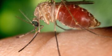 Il virus West Nile è trasmesso dalle zanzare
