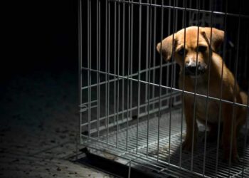 Nuova legge per la tutela degli animali