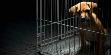 Nuova legge per la tutela degli animali