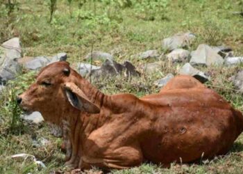 Piano vaccinale per la dermatite bovina in Sardegna