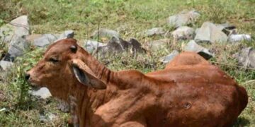 Piano vaccinale per la dermatite bovina in Sardegna