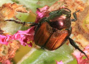 Scarabeo giapponese