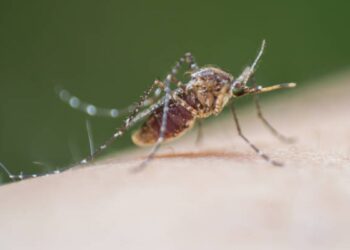 Tre nuovi casi di West Nile nel Lazio