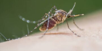 Tre nuovi casi di West Nile nel Lazio