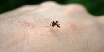 West Nile in Italia