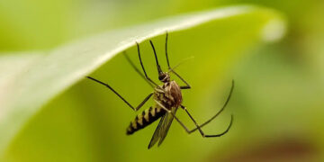 Non servono più spray né zampironi: con questa pianta sul balcone le zanzare spariscono davvero