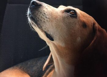 Il cane dorme tutta la notte come te? Non dovrebbe farlo: ecco il sorprendente motivo legato all’amore che prova per te