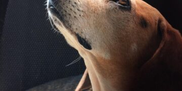 Il cane dorme tutta la notte come te? Non dovrebbe farlo: ecco il sorprendente motivo legato all’amore che prova per te