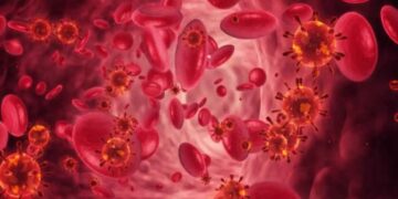 Globuli rossi presenti nel sangue