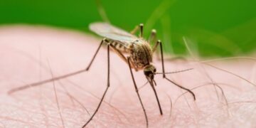 Altro caso di West Nile in Sardegna