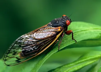 L’insetto più rumoroso del pianeta fa più rumore di un concerto rock: il motivo è sorprendente