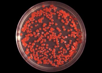 Colonie di Serratia dentro a una piastra Petri