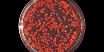 Colonie di Serratia dentro a una piastra Petri