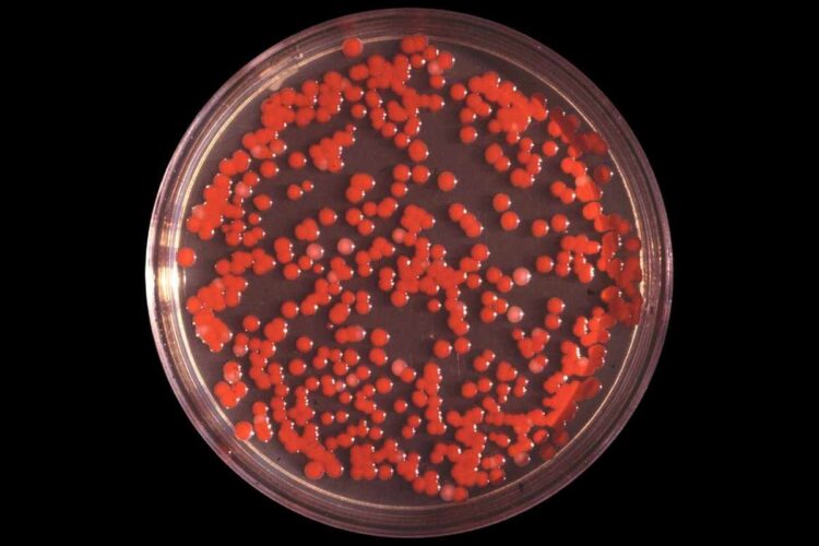 Colonie di Serratia dentro a una piastra Petri