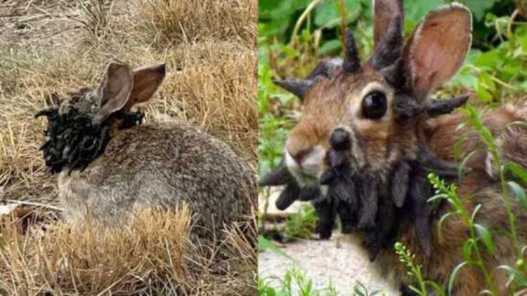 Colorado_rabbits__with_tentacles@X