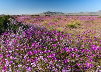 Dal vuoto assoluto a un’esplosione di vita: il mistero del deserto che rifiorisce una volta ogni dieci anni
